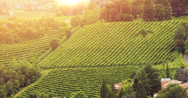 vineyards of the Veneto valleys Fabio Di Natale - stock.adobe.com