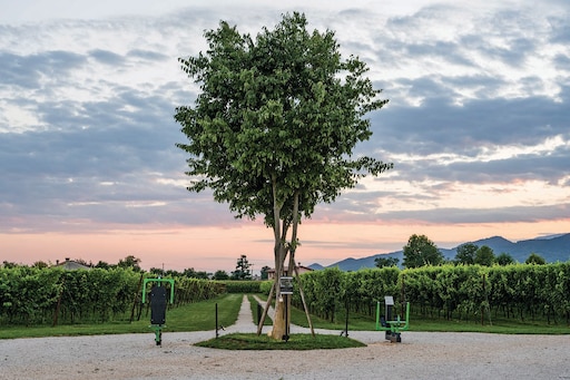 Villa Sandi - Palestra in vigna