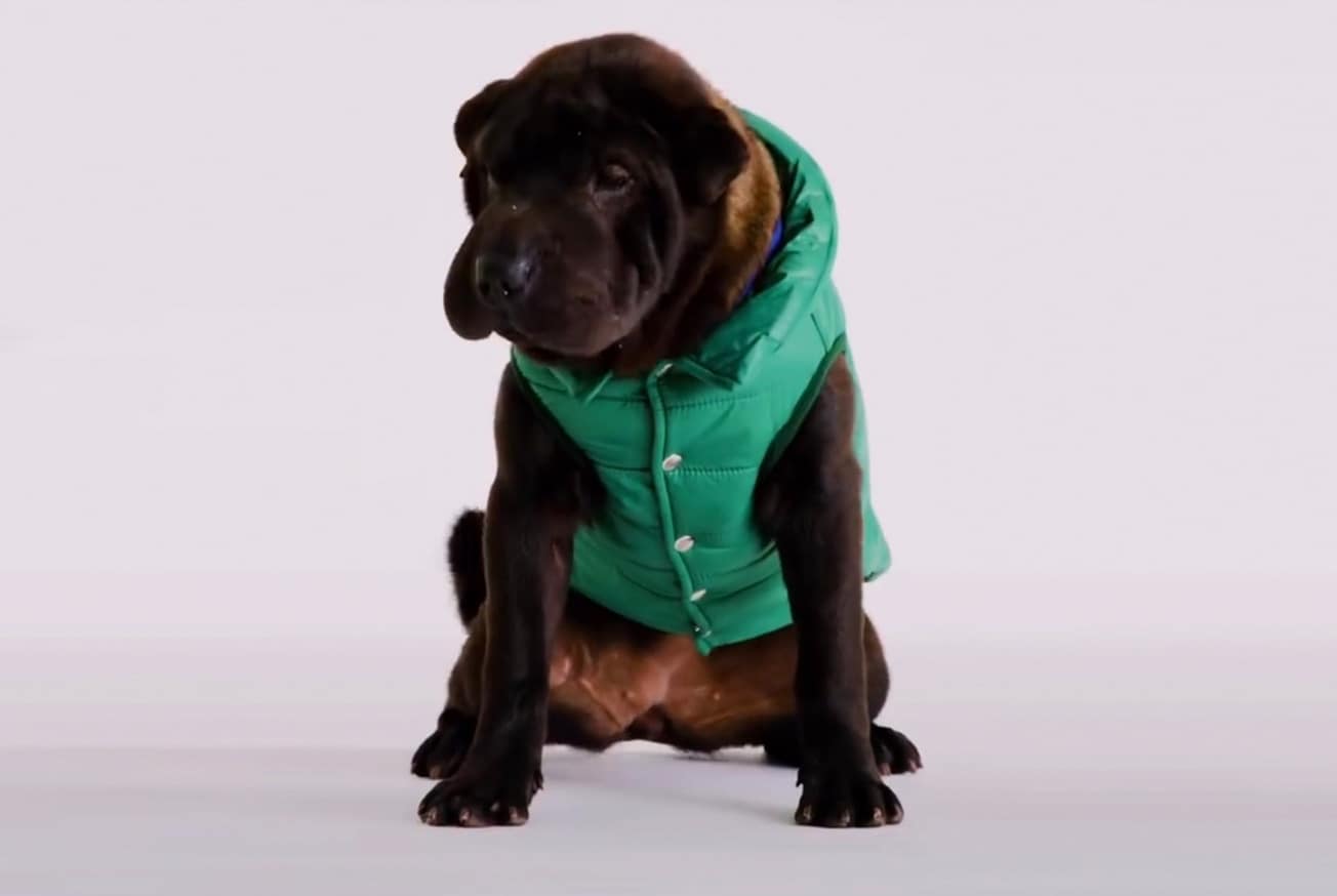 Piumino per cani online benetton