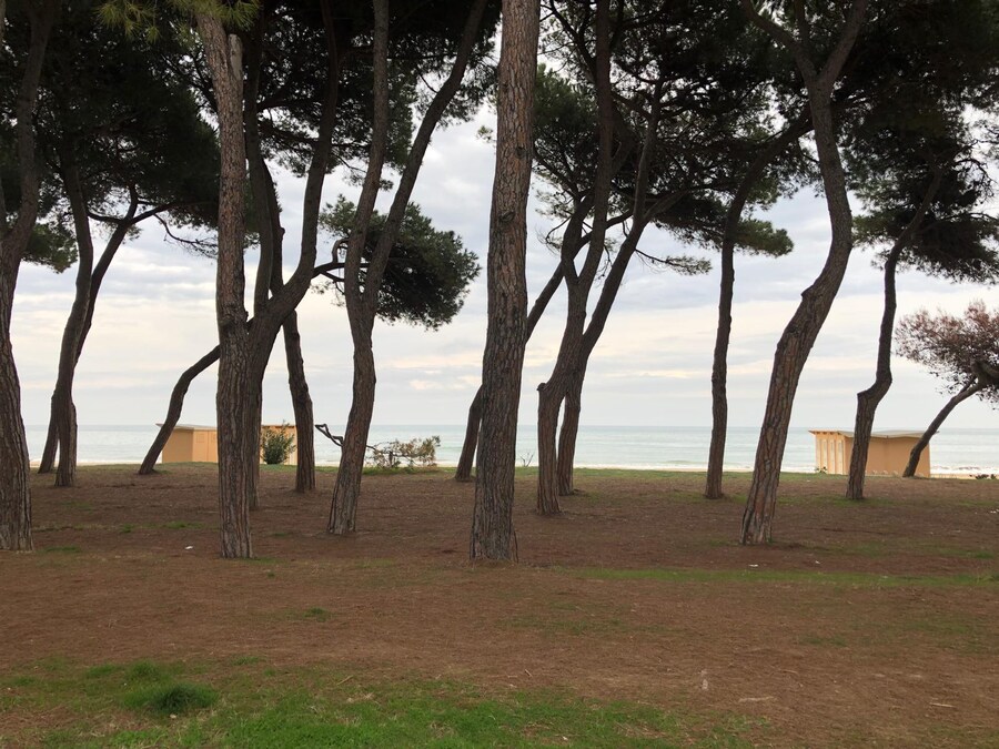 Pineto (TE) Pineta di Pineto. (FAI)