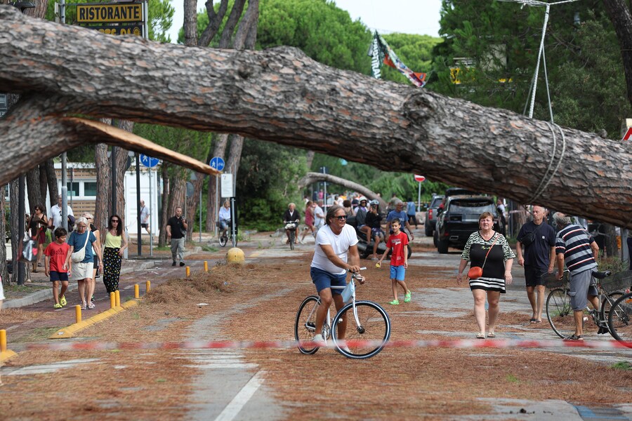 Danni alle auto e strade chiuse in località Milano Marittima, nel comune di Cervia, per via dei diversi alberi caduti durante l'ondata di maltempo che ha investito la costa romagnola, 24 agosto 2025. (ANSA/Fabrizio Zani)