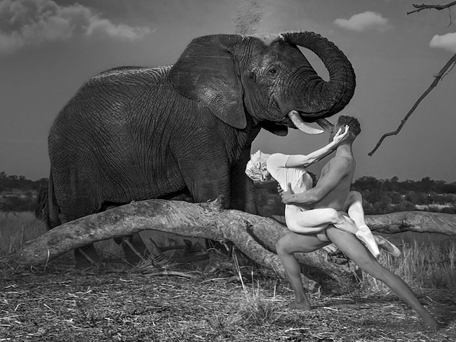 Elefanti e ballerini nella mostra “Dancing with nature”