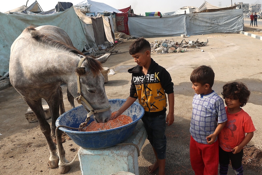 Bambini palestinesi danno da mangiare a un cavallo nel campo profughi di Nuseirat, nella Striscia di Gaza centrale, il 9 novembre 2025, dopo la tregua siglata dagli Stati Uniti che ha posto fine alla guerra durata due anni. La prima fase dell'accordo per il cessate il fuoco a Gaza, mediato il mese scorso dal Presidente degli Stati Uniti, ha aperto la strada allo scambio di ostaggi israeliani e prigionieri palestinesi. (Foto di Eyad Baba / AFP) (AFP)