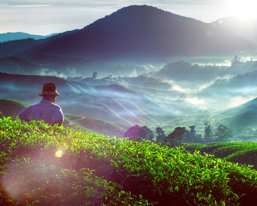 Concetto di occupazione culturale della piantagione di tè in Malesia