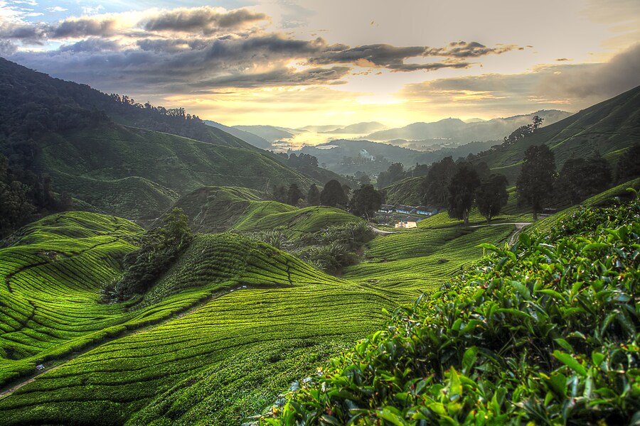 Piantagione di tè a Cameron Highland, Malesia