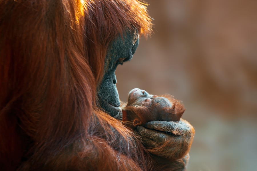 Una madre orango si prende cura del suo cucciolo