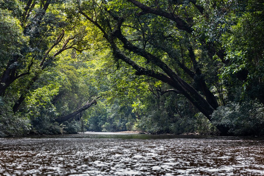 Vista panoramica sulla natura del fiume Tahan con il lussureggiante fogliame della foresta pluviale nel Parco Nazionale Taman Negara, Pahang, Malesia