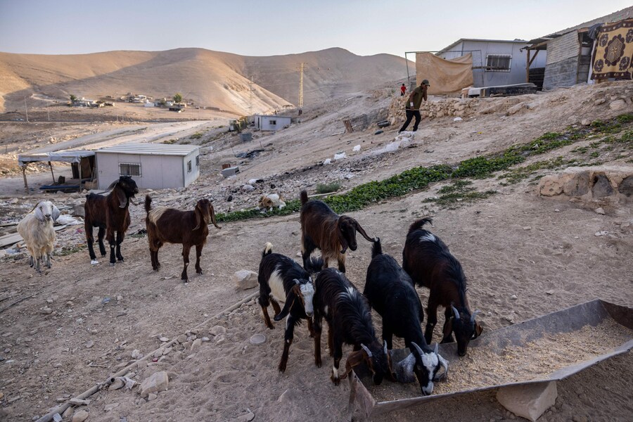 Un giovane beduino palestinese cammina vicino alle capre nel villaggio di Kaabna, vicino a Gerico, nella Cisgiordania occupata, il 6 novembre 2025. Israele occupa la Cisgiordania dal 1967 e la violenza è aumentata dopo la guerra di Gaza scoppiata nell'ottobre 2023 in seguito all'attacco di Hamas a Israele. Circa 3.200 palestinesi di decine di comunità beduine e di pastori sono stati costretti ad abbandonare le loro case dalla violenza dei coloni e dalle restrizioni di movimento dall'ottobre 2023, come ha riferito l'agenzia umanitaria delle Nazioni Unite OCHA in ottobre. (Foto di Menahem Kahana / AFP) (AFP)