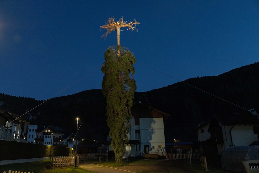 Albero delle radici (Mezzano, TN)