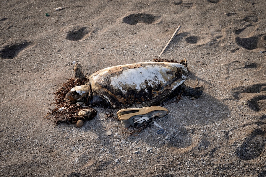 I resti di una tartaruga sulla spiaggia. Da anni il Gruppo Chimico Tunisino sta causando un devastante declino della biodiversità, con il numero di specie marine che è passato da 250 nel 1965 a 50 oggi. L’inquinamento chimico è uno dei motivi che favoriscono ulteriormente la migrazione in questa zona. Gabès, Tunisia, 2023.