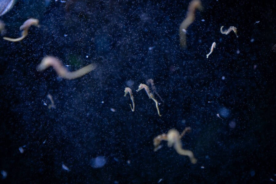 Cavallucci marini nel laboratorio dell’acquario di Murcia. Nel Mar Mediterraneo, i cavallucci marini sono minacciati dalla perdita e dalla frammentazione degli habitat costieri, dalla cattura accidentale nelle reti da pesca e dall’inquinamento delle acque. Murcia, Spagna, 2023.