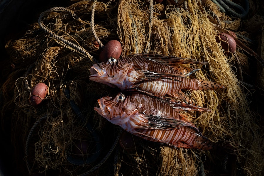 Due pesci leone appena pescati gettati sulle reti ripiegate. Porto di Larnaca, Larnaca, Cipro, 2024.