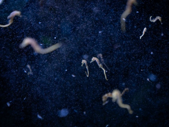 Come sta cambiando il Mediterraneo