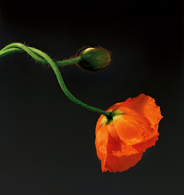 Papavero, 1988 © Robert Mapplethorpe Foundation.