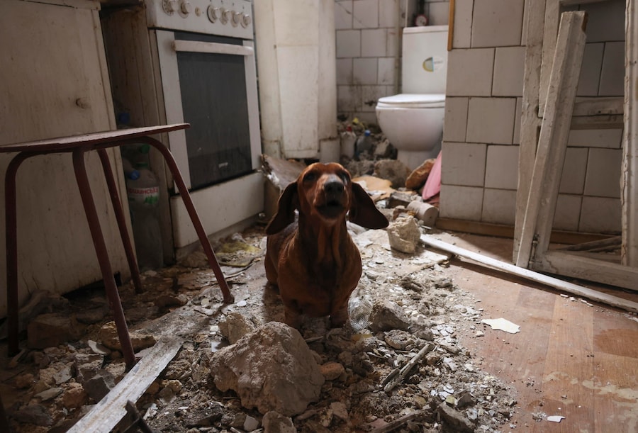 Un cane siede all’interno di un appartamento danneggiato nel luogo di un attacco di un drone russo su un edificio privato a Odessa, in Ucraina (EPA)