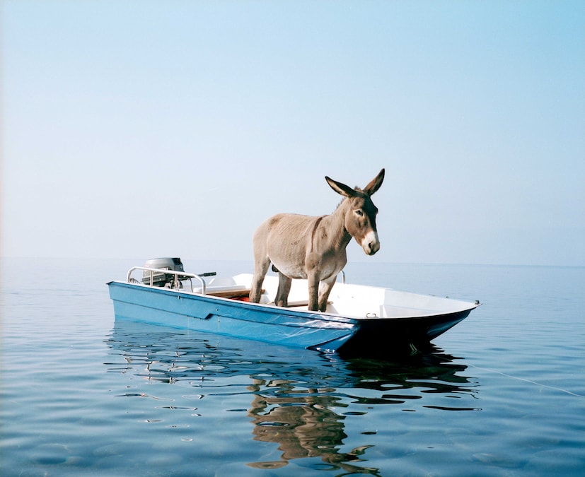 Paola Pivi Senza titolo (asino), 2003 stampa fotografica incorniciata 180 x 224 cm Foto Hugo Glendinning Courtesy MASSIMODECARLO e Collezione Giuseppe Iannaccone