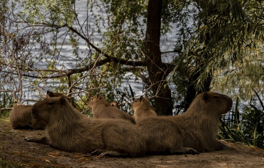 © Anita Pouchard Serra, Argentina, 2nd Place, Professional Competition, Wildlife & Nature, 2026 Sony World Photography Awards