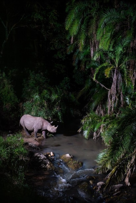 © Will Burrard-Lucas, United Kingdom, 1st Place, Professional Competition, Wildlife & Nature, 2026 Sony World Photography Awards