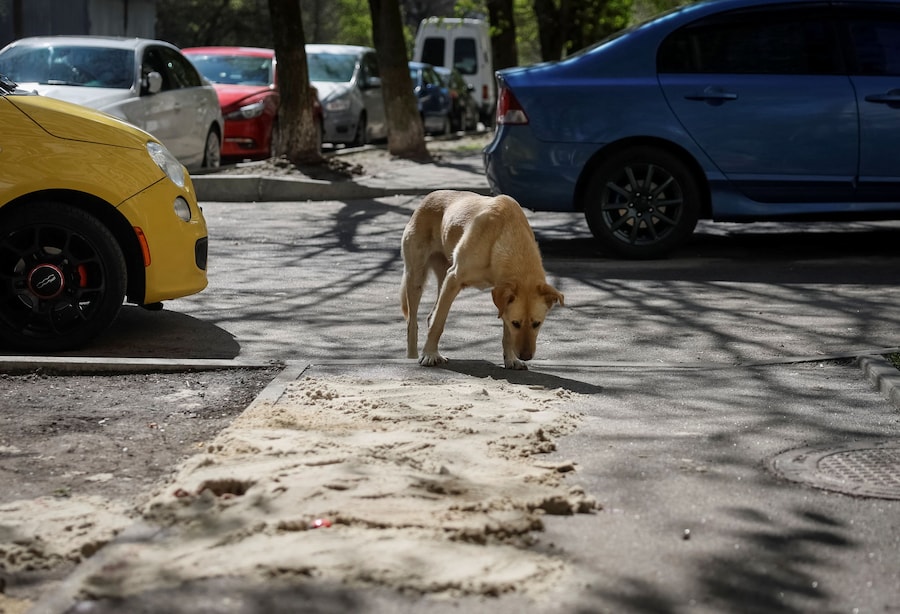 Un cane randagio annusa tracce di sangue ricoperte di sabbia sul luogo della sparatoria avvenuta ieri a Kiev. (REUTERS/Gleb Garanich)
