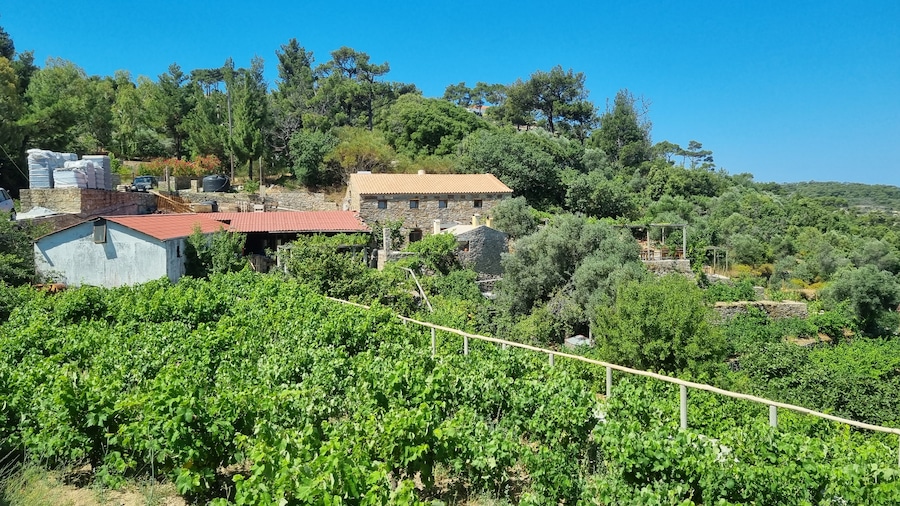 L’azienda vitivinicola Karimalis, a Pigí (MARIA LUISA COLLEDANI)