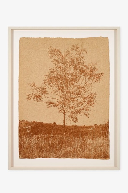 Brad Downey. FRAXINUS, 2026 139x103cm, ink and paper handmade_ph Fabrizio Cicconi a Spazio C21