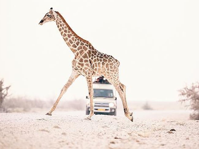 Africa, scoprirla solo con safari fotografici