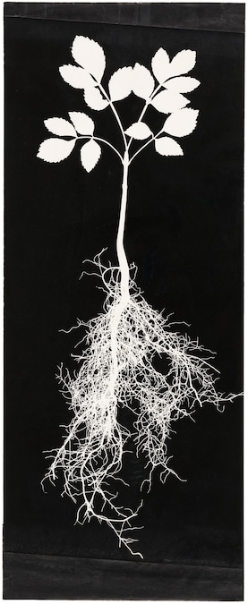 Hilla Becher: prime opere - Autore: Hilla Becher Titolo: Studio di pianta, fotogramma #: PSD-BHB-2024-97 Anno: Anni Sessanta Tecnica: Stampa ai sali d’argento (Copyright: Estate Bernd & Hilla Becher, rappresentato da Max Becher Courtesy Die Photographische Sammlung/SK Stiftung Kultur – Bernd & Hilla Becher Archiv, Colonia)