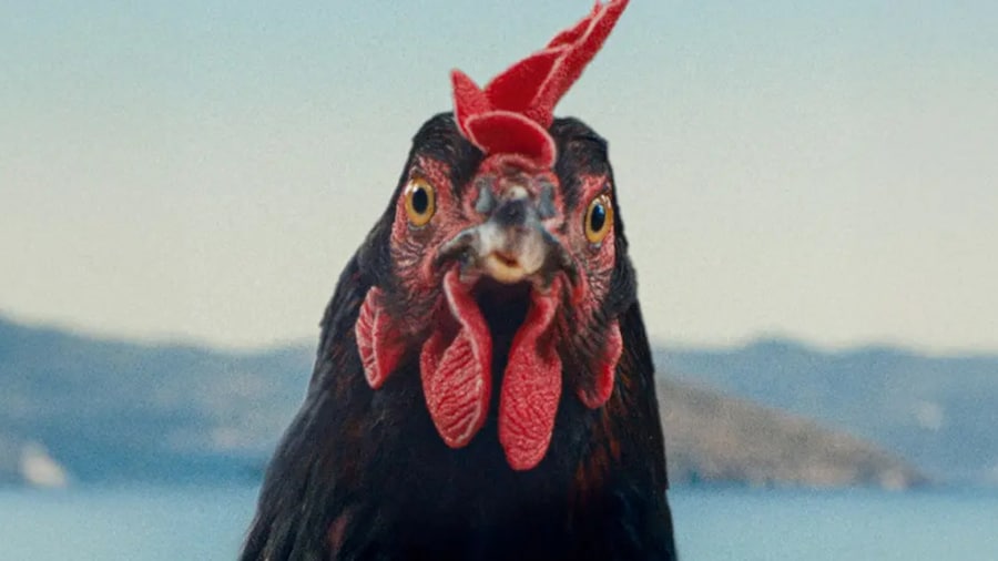 Hen