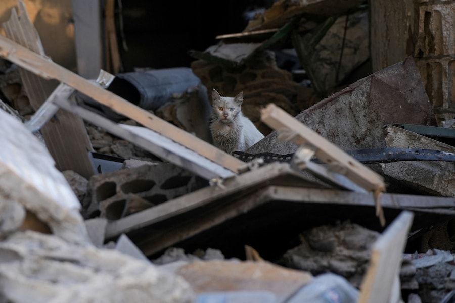 Un gatto osserva tra le macerie a Jibchit, nel distretto di Nabatieh, in Libano (REUTERS)