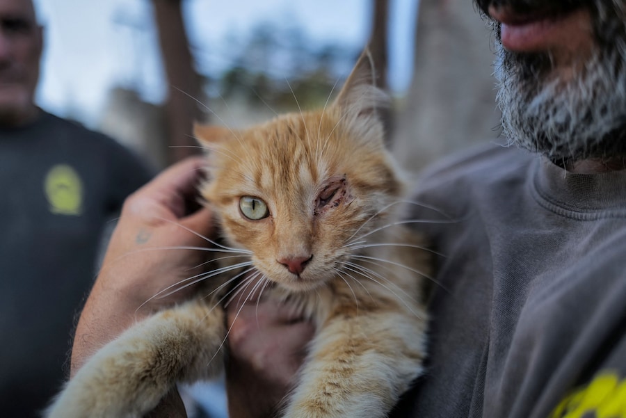 Un membro della Protezione Civile libanese tiene in braccio un gatto ferito a un occhio durante un attacco aereo a Nabatieh, in Libano (REUTERS)