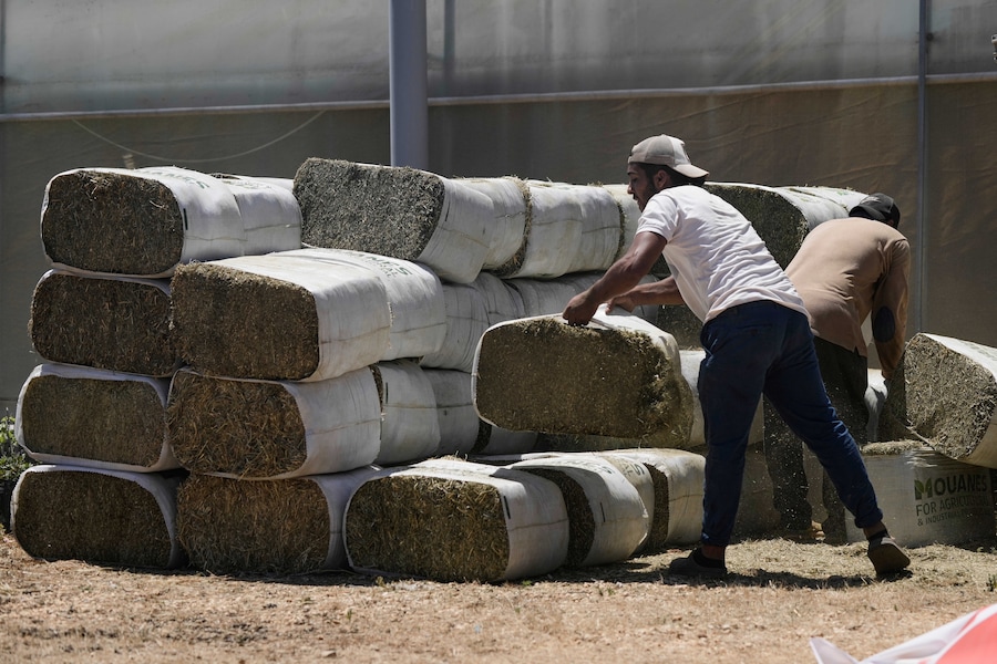 Nel villaggio cristiano di Ain Ebel, nel sud del Libano, alcuni lavoratori scaricano mangimi di emergenza per il bestiame e generi di prima necessità destinati agli agricoltori da un convoglio umanitario organizzato dall’Ordine di Malta, un ordine religioso laico cattolico. (AP Photo/Bilal Hussein/Associate Press/ LaPresse/APN)