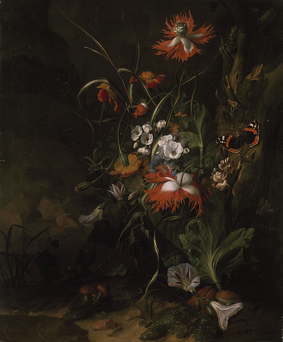 Ruysch - Ashmolean Museum, University of Oxford (Bequeathed by Daisy Linda Ward, 1939.)