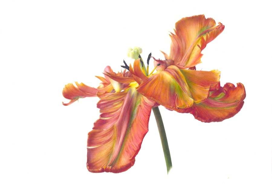 Tulipa - Fiona Strickland Shirley Sherwood Collection.