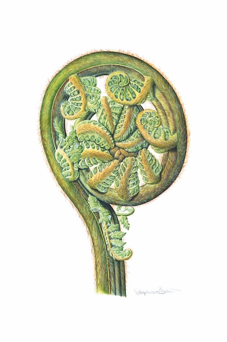 Tree Fern - Stephanie Berni Shirley Sherwood Collection.j