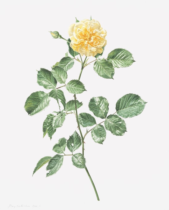 Yellow Rose - Rory McEwan Shirley Sherwood Collection