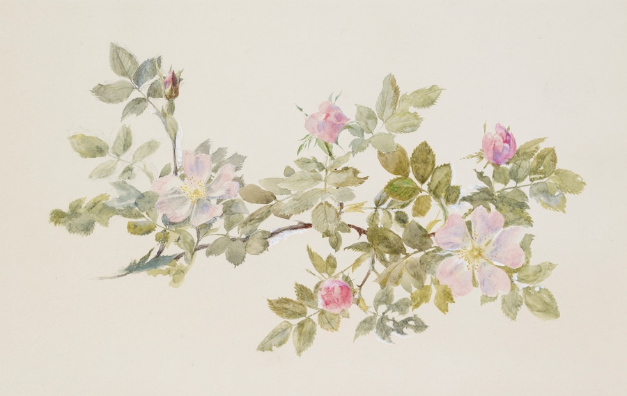 Ruskin - Ashmolean Museum, University of Oxford (Presented by John Ruskin to the Ruskin Drawing School (University of Oxford), 1875.)