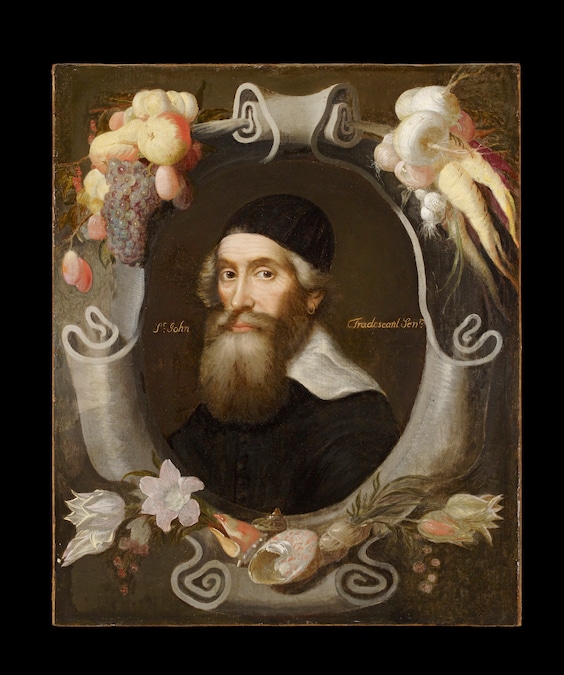 Tradescant the Elder - Ashmolean Museum, University of Oxford. (Presented by Elias Ashmole, 1683.)