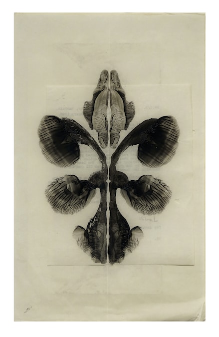 Dispossession - Anahita Norouzi