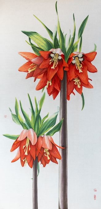Fritillaria Isik Guner