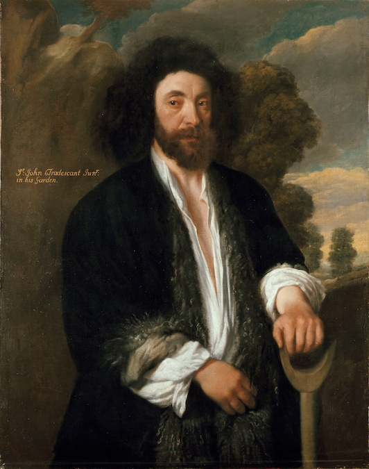 Tradescant the Younger - Ashmolean Museum, University of Oxford. (Presented by Elias Ashmole, 1683.)
