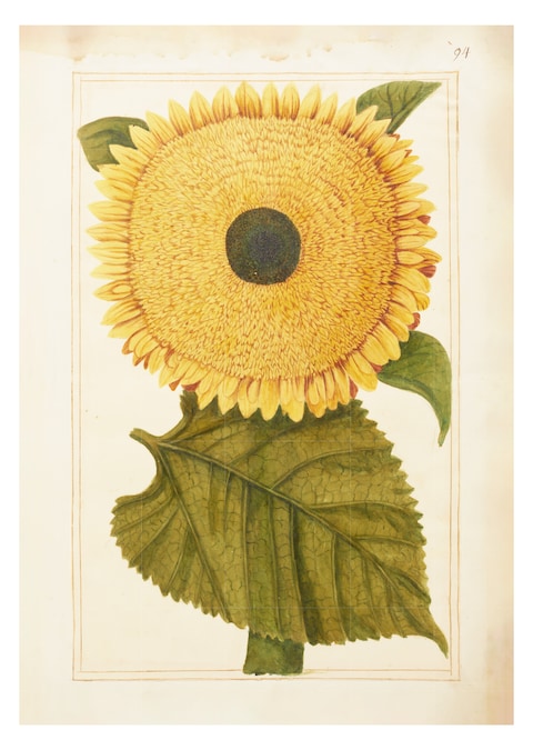 Sunflower - Badminton Estate, Gloucestershire