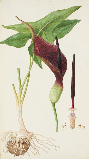 Arum - Bodleian Libraries, University of Oxford
