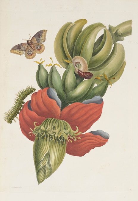 Banana - Bodleian Libraries, University of Oxford