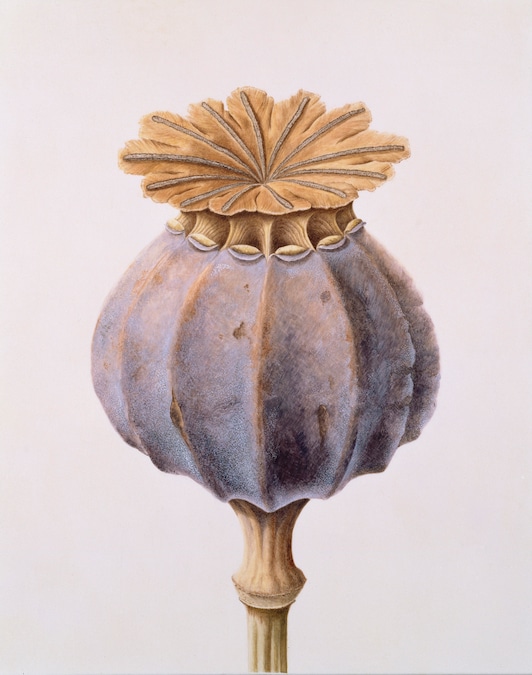 Poppy - Brigid Edwards Shirley Sherwood Collection