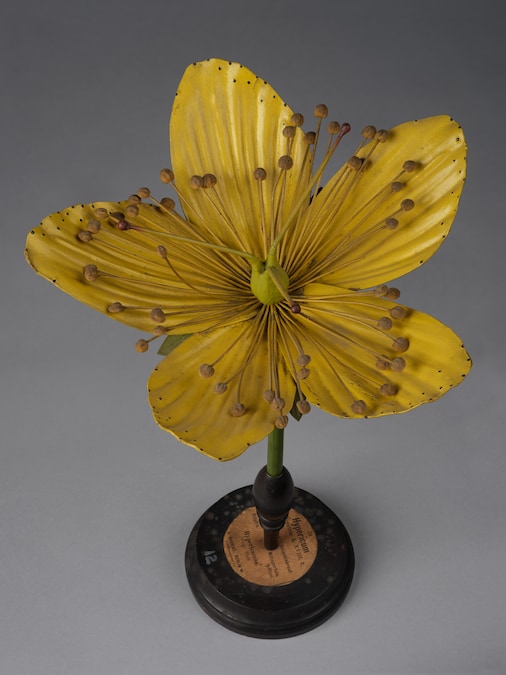 Hypericum - Oxford University Herbaria, Department of Biology