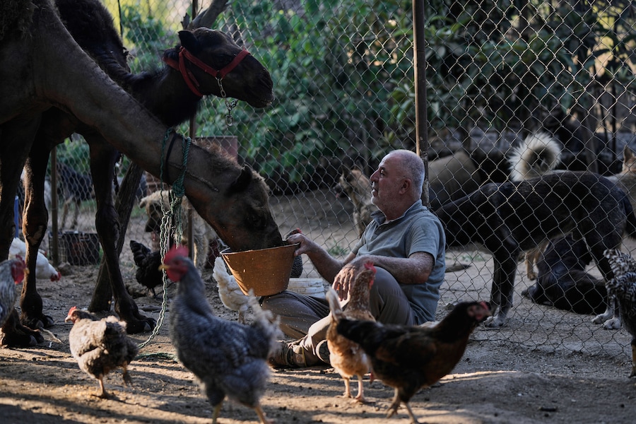 Hussein Hamza dà da mangiare a un cammello e ad altri animali domestici abbandonati dai proprietari dopo la loro fuga in seguito allo scoppio dell’ultima guerra tra Israele e Hezbollah, nel suo rifugio per animali nel villaggio di Kfaroue, vicino a Nabatiyeh, nel Libano meridionale, giovedì 2 luglio 2026. (Foto AP/Bilal Hussein) (APN)