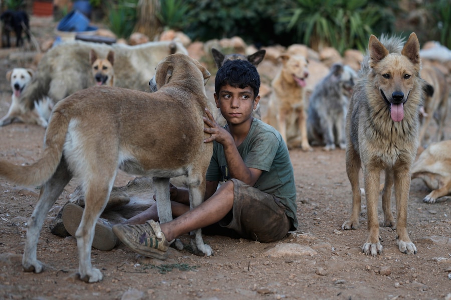 Bashar Hilal, 10 anni, è seduto tra i cani abbandonati dai proprietari dopo la loro fuga in seguito allo scoppio dell’ultima guerra tra Israele e Hezbollah, in un rifugio per animali nel villaggio di Kfaroue, vicino a Nabatiyeh, nel sud del Libano, giovedì 2 luglio 2026. (Foto AP/Bilal Hussein) (APN)