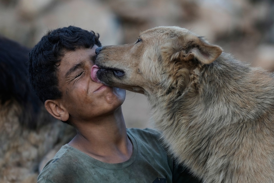 Lucy, una cagnolina abbandonata dai suoi proprietari dopo che questi erano fuggiti in seguito allo scoppio dell’ultima guerra tra Israele e Hezbollah, lecca il viso di Bashar Hilal, 10 anni, in un rifugio per animali nel villaggio di Kfaroue, vicino a Nabatiyeh, nel sud del Libano, giovedì 2 luglio 2026. (Foto AP/Bilal Hussein) (APN)