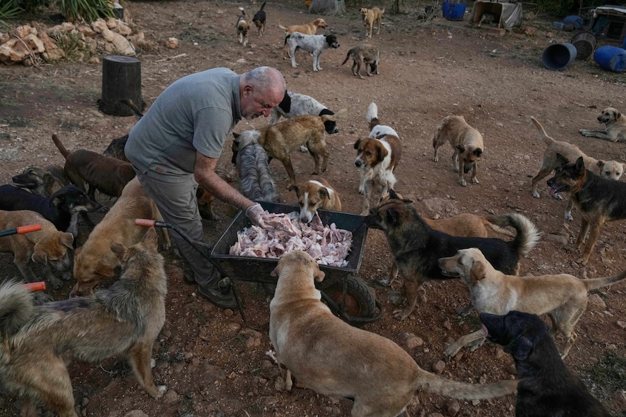 Hussein Hamza dà da mangiare ai cani abbandonati dai proprietari, fuggiti dopo lo scoppio dell’ultima guerra tra Israele e Hezbollah, nel suo rifugio per animali nel villaggio di Kfaroue, vicino a Nabatiyeh, nel sud del Libano, giovedì 2 luglio 2026. (Foto AP/Bilal Hussein) (APN)