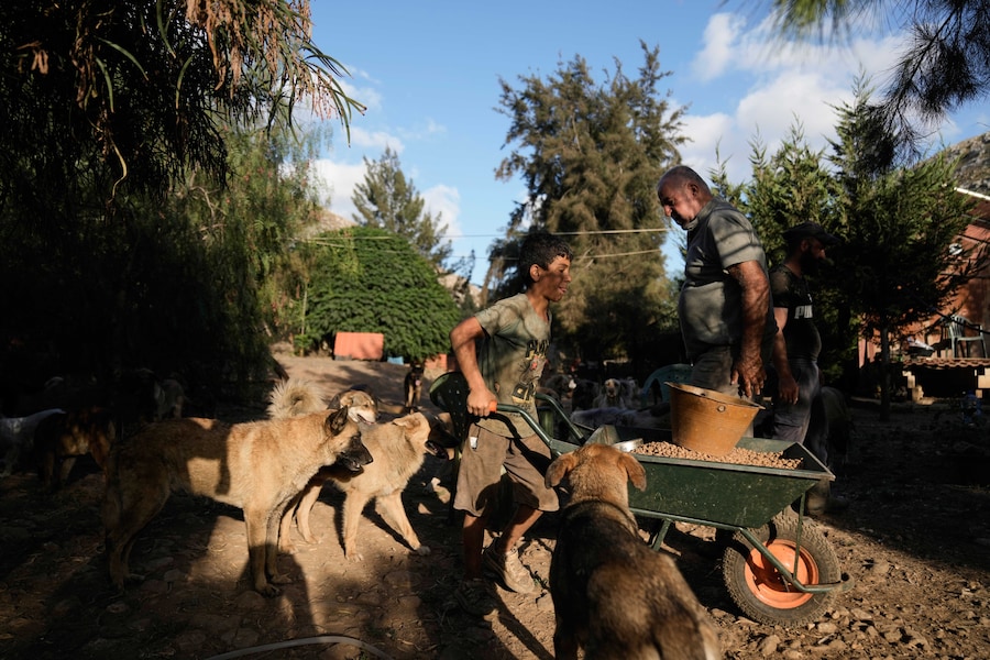 Hussein Hamza, a destra, dà da mangiare ai cani abbandonati dai proprietari dopo la loro fuga in seguito allo scoppio dell’ultima guerra tra Israele e Hezbollah, nel suo rifugio per animali nel villaggio di Kfaroue, vicino a Nabatiyeh, nel Libano meridionale, giovedì 2 luglio 2026. (Foto AP/Bilal Hussein) (APN)